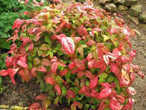 火焰南天竹|火焰南天竹 Nandina domestica cv. Firepower